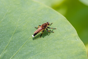シオヤアブ　horse fly