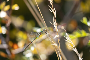  emerald Willow damselfly  2