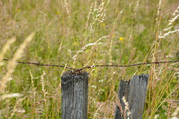 Old rusted barbed wire with wooden posts with tall grass