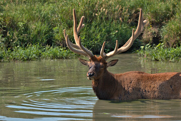 Bull Elk staring at the photographer while standing in shoulder deep water