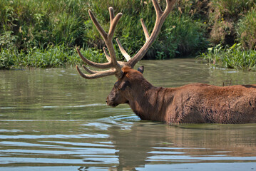 Naklejka na ściany i meble Bull Elk in a River