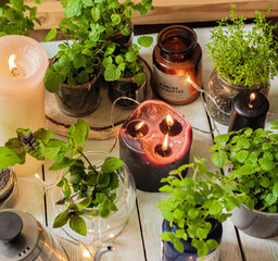 Homemade herbs in pots and glass jars (basil, mint, lemon balm) on a wooden background