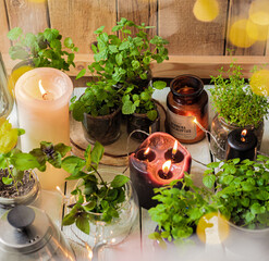 Homemade herbs in pots and glass jars (basil, mint, lemon balm) on a wooden background