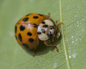 Asian lady beetle eating aphid on green leaf