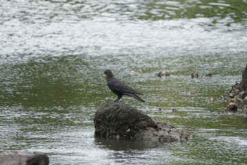 crow on rock