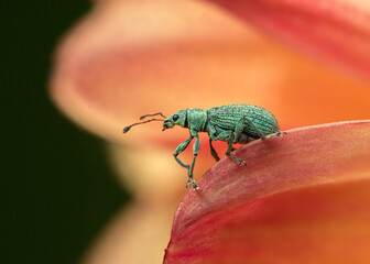 Macro side view of Green Immigrant Leaf Weevil on orange flower