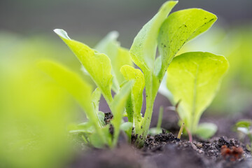 Young lettuce leaves are grown in spring and summer as vitamin greens. Salad greens close up view. Concept of agriculture. Green natural background.