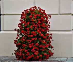 Pelargonie 