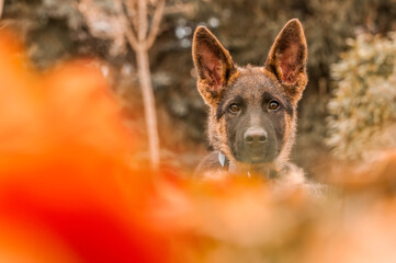 Portrait of a german shepherd puppy while resting in a backyard
