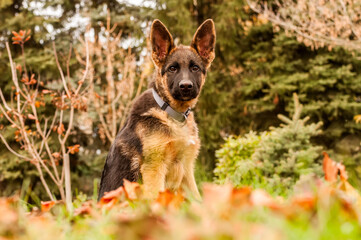 Portrait of a german shepherd puppy while resting in a backyard
