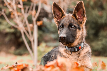 Portrait of a german shepherd puppy while resting in a backyard