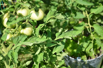 Tomatoe plants growing in flower pots during the Coronavirus Pandemic