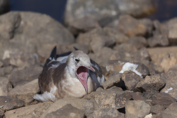 juvenile seagull is sitting on stones at the shore of the lake Filsø (Denmark) and is yawning