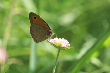 beautiful gray butterfly collects nectar