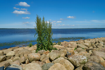 wild green sorrel plant surrounded by gravel stones on the dam at the lake Filsø (Denmark) on a sunny summer day with blue water and sky with scenic white clouds