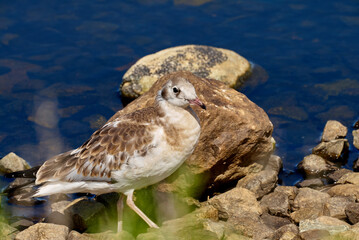 juvenile gull is walking on the stones next to the water of the lake Filsø (Denmark)