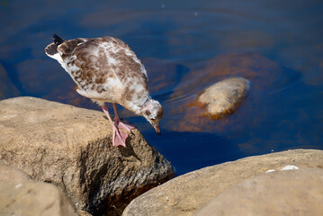 juvenile gull during the feather change stands on a stone next to the water of the lake Filsø (Denmark) and looks curiously down into the water