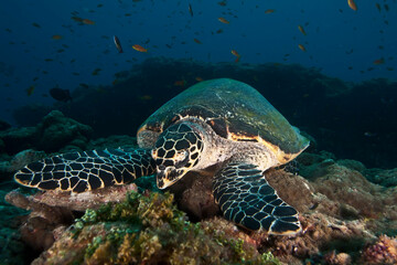Big green sea turtle swimming among colorful coral reef in dark clear water. Marine life underwater in blue ocean. Observation of animal world. Scuba diving adventure in Caribbean, coast of Cuba