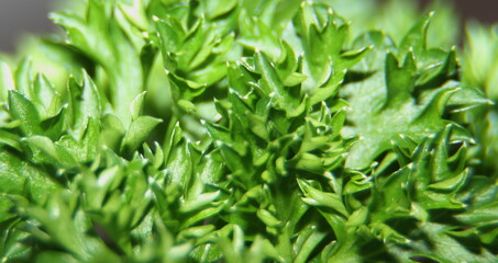 Macro photography of fresh parsley leaves. Spicy seasoning for first and second courses. An element of decoration of culinary delights.