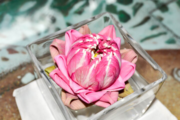 Pink Lotus single flower in glass vase with fresh water on the table. Summer, spring blooming nature. Fresh lily floral interior decor. Beautiful asian spirit simbol. Sacred Hinduism, Buddhism plant