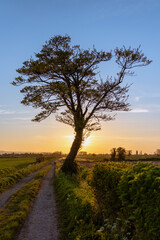 Fototapeta na wymiar Lonely tree silhouette at sunset 