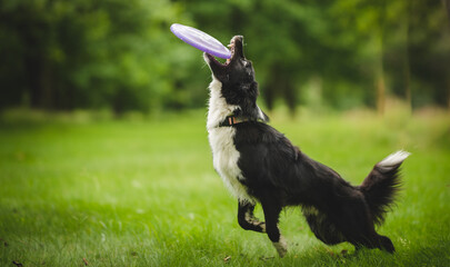 Border collie dog catching a frisbee disc in a park 