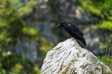 Kolkrabe auf Felsen