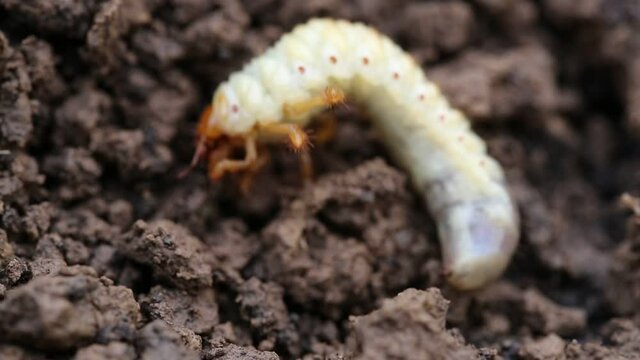 Close up of white grubs burrowing into the soil. The larva of a chafer beetle, sometimes known as the May beetle, June bug or June Beetle.
