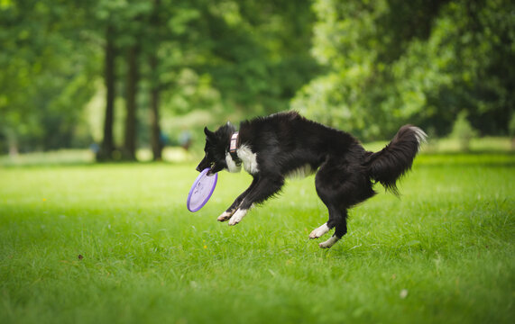 The 5 best frisbees for dogs 2