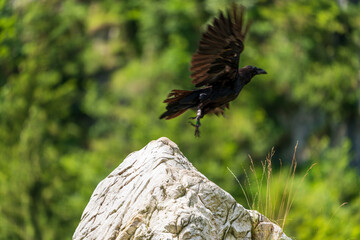 Kolkrabe fliegt weg