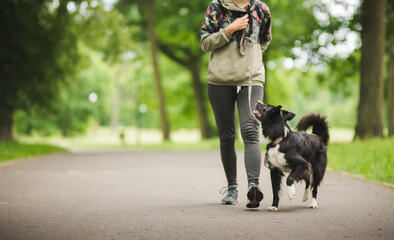 border collie dog walking nicely on a leash with an owner during a walk in the park