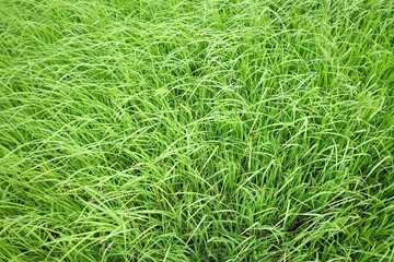 Paddy field with green color and warm light in rainny season,Nakornphatom,Thailand
