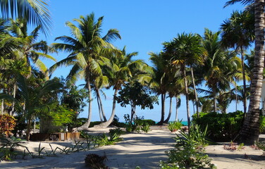 Fototapeta na wymiar Belize Beach and Palm Trees