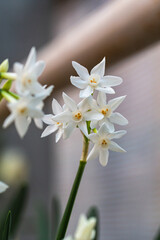 White narcissus Paperwhite 'Ziva'  (Narcissus poeticus) in garden