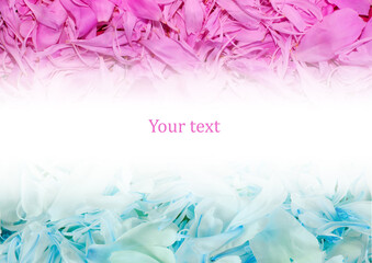 Fototapeta premium Many petals of peonies. View from above. Background, cards, romance, wedding invitations. Peonies