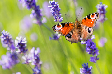 Peacock butterfly on lavender flower