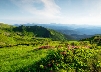 Naklejka na ściany i meble Mountain landscape in summertime. Blossoming mountain alpine meadows. Field and mountains in the daytime. Travel and hiking.