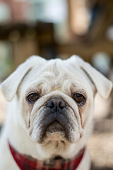 White, grumpy dog similar to a pug