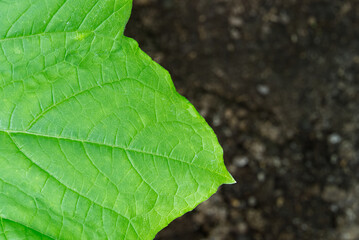 Green cucumber leaf textured background, macro shoot.