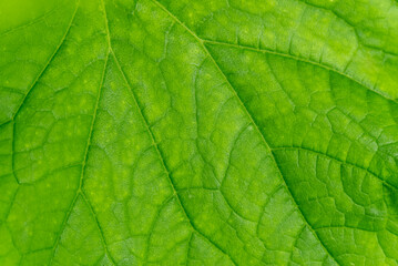 Green cucumber leaf textured background, macro shoot.