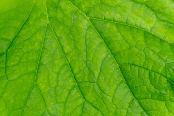 Fototapeta na wymiar Green cucumber leaf textured background, macro shoot.