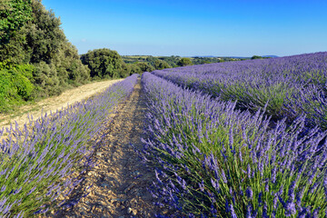 Naklejka na ściany i meble Lavender field on the famous Valensole plateau, a commune in the Alpes-de-Haute-Provence department in southeastern France