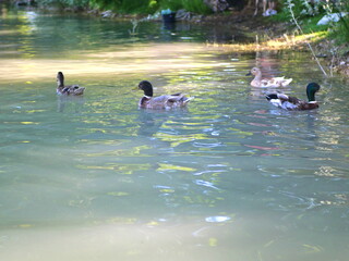 &Eacute;tang de la Bonde 