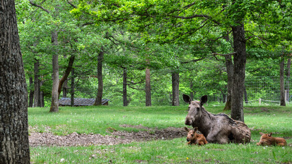 A female elk or moose with these babies in the forest