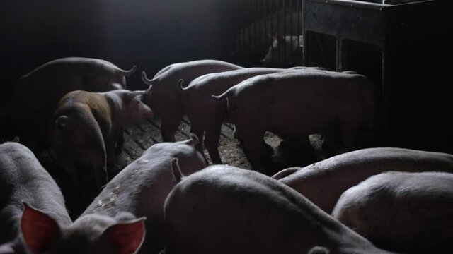 Pigs Indoors In Pen On Farm