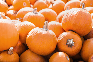 Close up orange pumpkins at outdoor farmers market. Autumn harvest concept. Organic farming and eco food.
