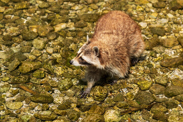Waschbär im Wasser
