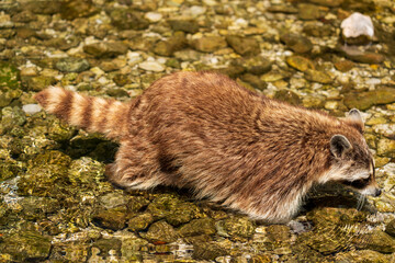 Waschbär im Wasser