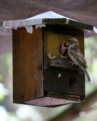 Gorrión alimentando a sus crías en una caseta para pájaros