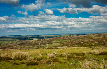 Naklejka premium A Ewe with a View. Swaledale ewe looking out across Grinton grouse moor in Reeth, North Yorkshire, with a patchwork of colours in Springtime. Horizontal. Space for copy.